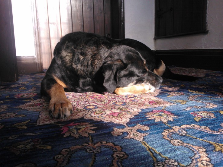 "Let it be known I am not putting you under ANY pressure to take me out for a walk. See? I am here merely for the sun"